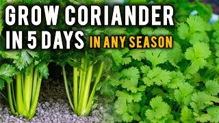 how to grow coriander grow coriander for frequent harvest grow fast and easy [upl. by Ainorev]