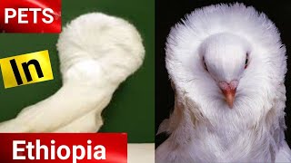 The most beautiful fancy pigeons in Ethiopia [upl. by Paradies]