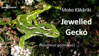 Jewelled Gecko Naultinus gemmeus  moko kākāriki 綠寶石守宮 [upl. by Milt]