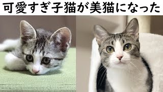 可愛すぎる子猫が大きくなるまで【タビ成長記】 [upl. by Cassy248]