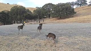 Deer Herd at Del Valle Regional Park  US Camping wildlife naturelovers delvalle [upl. by Yajeet]