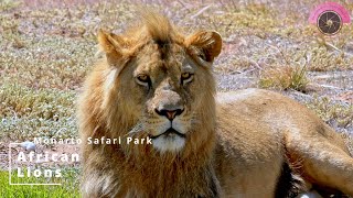 African Lions up close with these young Big Boys Wild amp Cute [upl. by Lindgren]