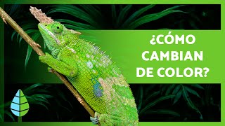 ¿Por qué los CAMALEONES CAMBIAN de COLOR 🦎 ¿Cómo lo hacen [upl. by Shanleigh]