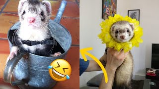 😂 Ferrets of Tiktok Compilation  Funny Ferrets videos  Funny ferret Fails  funny videos 2020 [upl. by Dalt621]