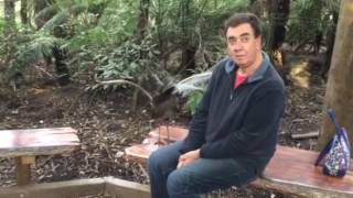 Lyrebird in Australia talking to an Englishman [upl. by Pachton]