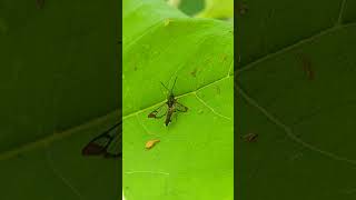 You dont often see these A Redtipped Clearwing Moth [upl. by Dorrehs]