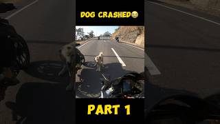 DOG LIVE CRASHED WITH BIKER😭PAIR TOOT GAYAmodified rr310 rider kawasaki zx6r monsterenergy [upl. by Eiveneg50]