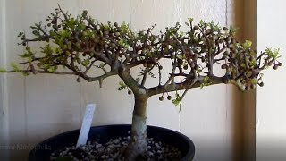 American Frankincense tree – Bursera Microphilla [upl. by Stiles]