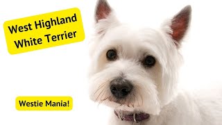 Westie Mania Unveiling the Fluffy White Wonder of Scotland [upl. by Lazarus]