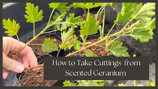 How to Overwinter Scented Geraniums Cuttings Digging and Potting Chocolate amp Citrus Varieties [upl. by Scarito664]