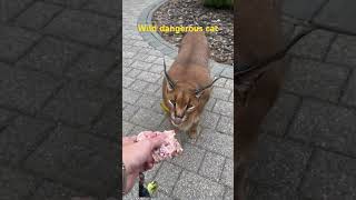 wildcatshortfeed shortvideo animals wildlifes viralvideo nature tigerlion nature india cat [upl. by Lotta]