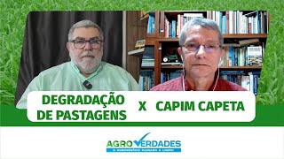 Capim Barba de Paca e Degradação de pastagens [upl. by Suckram]