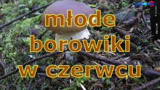 młode borowiki w czerwcu [upl. by Laurene]