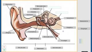 Øret  oppbygning og virkemåte [upl. by Cimah813]