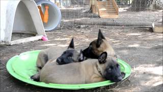 Chiots Berger Malinois âgés de 56 jours [upl. by Tema208]