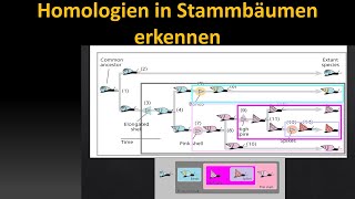 Kladistik Tutorial 3 Homologie und verschachtelte Hierarchie [upl. by Jegger]