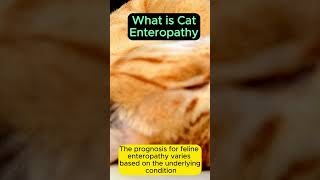 What is cat enteropathy [upl. by Khosrow481]