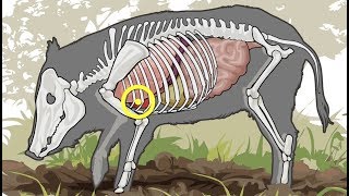 Shot Placement for Hogs [upl. by Siberson]