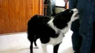 Border Collie getting a beer from fridge [upl. by Arries385]