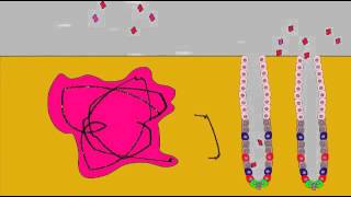 Digestive Enzymes  Pepsinogen and Pepsin [upl. by Adias]