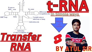 t RNA Transfer RNA Clover leaf 🍀 model of tRNA by Atul Sir Genius Study point Atulsirbiologymagneticminds [upl. by Heeley966]