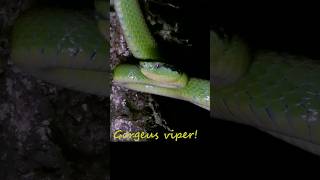 Gorgeous viper reptile venomous snake animals dangerous [upl. by Rumit]