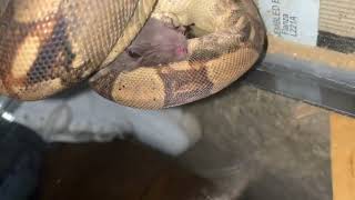 Onxy My Boa Constrictor Devours A Rat  Graphic  Live Feeding Warning [upl. by Esiocnarf]