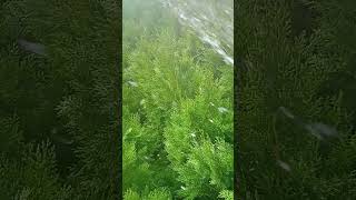 How to grow and Care Thuja plant Top [upl. by Tizes]