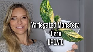 Variegated Monstera Peru UPDATE is my plant still alive [upl. by Rufina]