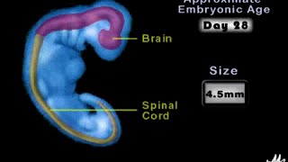 Neurulation Animation [upl. by Treble]