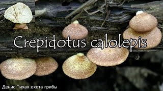 Гриб похожий на вешенку  Крепидот красивочешуйчатый  Crepidotus calolepis [upl. by Ecnatsnok]