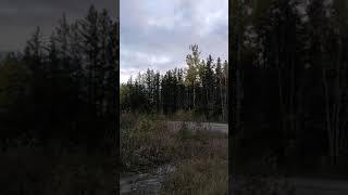 scary screams heard in Canadian forest people say bigfoot [upl. by Naval]