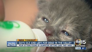 Kittens Rescues from Box Near Phoenix Dumpster [upl. by Ahsahtan]