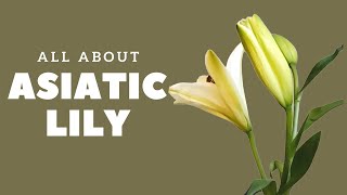 All about Asiatic Lilies  Flower Tips and Tricks  How to remove stamen from lilies [upl. by Guillemette]