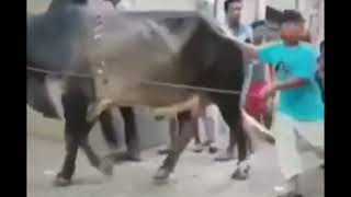 Animal funny videos  Eid ka janwaro ke funny videos  Eid funny videos [upl. by Llesirg]