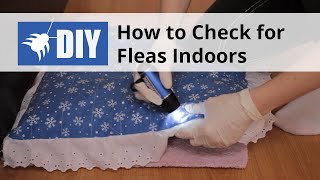 Indoor Flea Inspection  How to Check for Fleas Indoors [upl. by Eniawed]