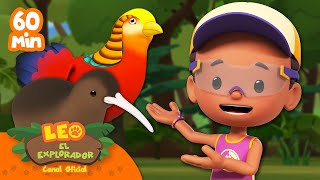 ¡1 HORA DE AVES QUE CORREN RÁPIDO 🐦🐓💨  Leo El Explorador  Animación  compilación [upl. by Lilah94]