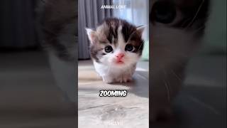 Munchkin Cat The cutest Cat breed ‼️😱 [upl. by Buell18]