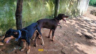 American Female Doberman And European Male Doberman Mating  Doberman Breeding Odisha Berhampur [upl. by Adnylam562]