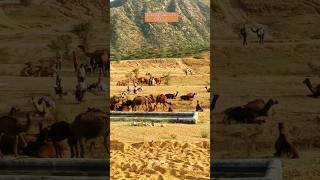 पुष्कर पशु मेला राजस्थान 2024 pushkardiaries pushkarfair pushkarupdate viralvideo [upl. by Rudolfo380]