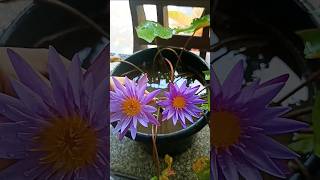 How to propagate water lilly from leaves🌸❇️💠 plants gardening [upl. by Akenot654]