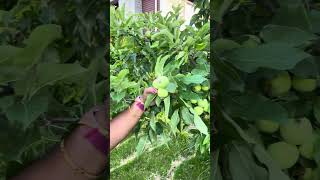 Apple tree myhome viral trending youtubeshorts apple tree home garden canada telugu khaju [upl. by Ahseinar594]