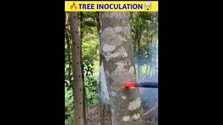 🔥Tree Inoculation🤯shorts viral [upl. by Eledoya]