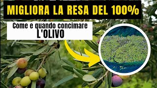 Concimazione OLIVO  MIGLIORA LA RESA GRAZIE AL CONCIME ORGANICO E MINERALE STUDIATO PER LULIVO [upl. by Jessee]