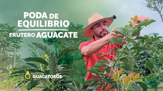 ¿Cómo hacer PODA de EQUILIBRIO frutero 37 MESES  Evolución y consejos 2024 [upl. by Monroe923]