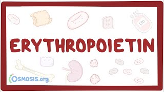 Erythropoietin [upl. by Oniluap183]