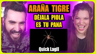 👉 ARAÑA TIGRE  DÉJALA PIOLA ES TU PANA  QUICK LAGII  Somos Curiosos [upl. by Kay524]