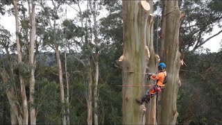 200 foot Tree Removal [upl. by Ys]