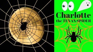 Charlotte the Texan Spider  Arachnids [upl. by Guinevere]