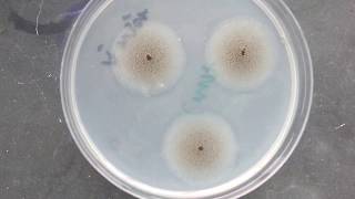 Aspergillus niger grown on CMA [upl. by Lewie]